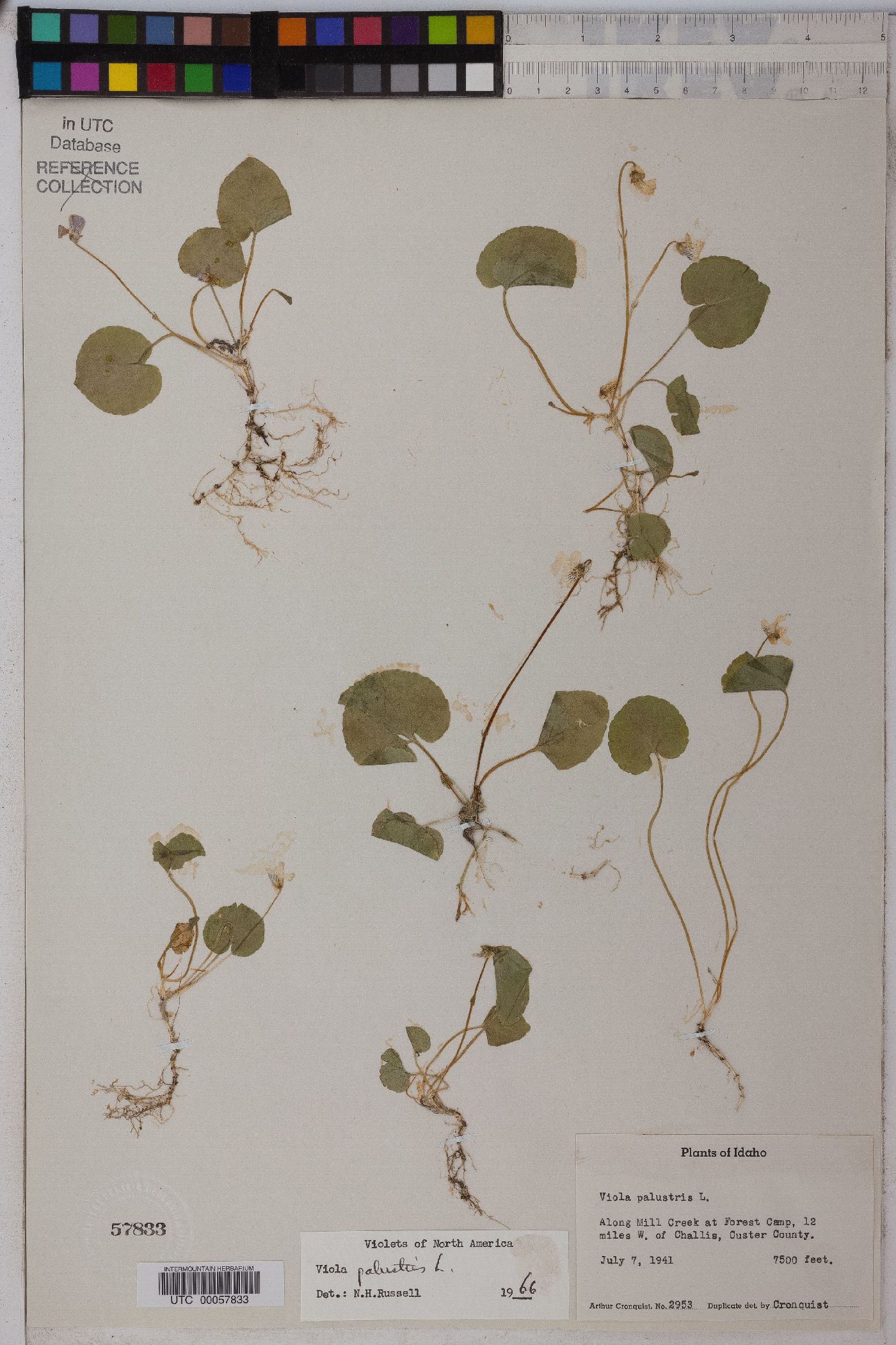 Viola palustris image