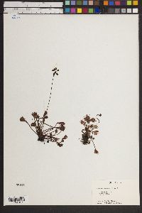 Drosera rotundifolia image