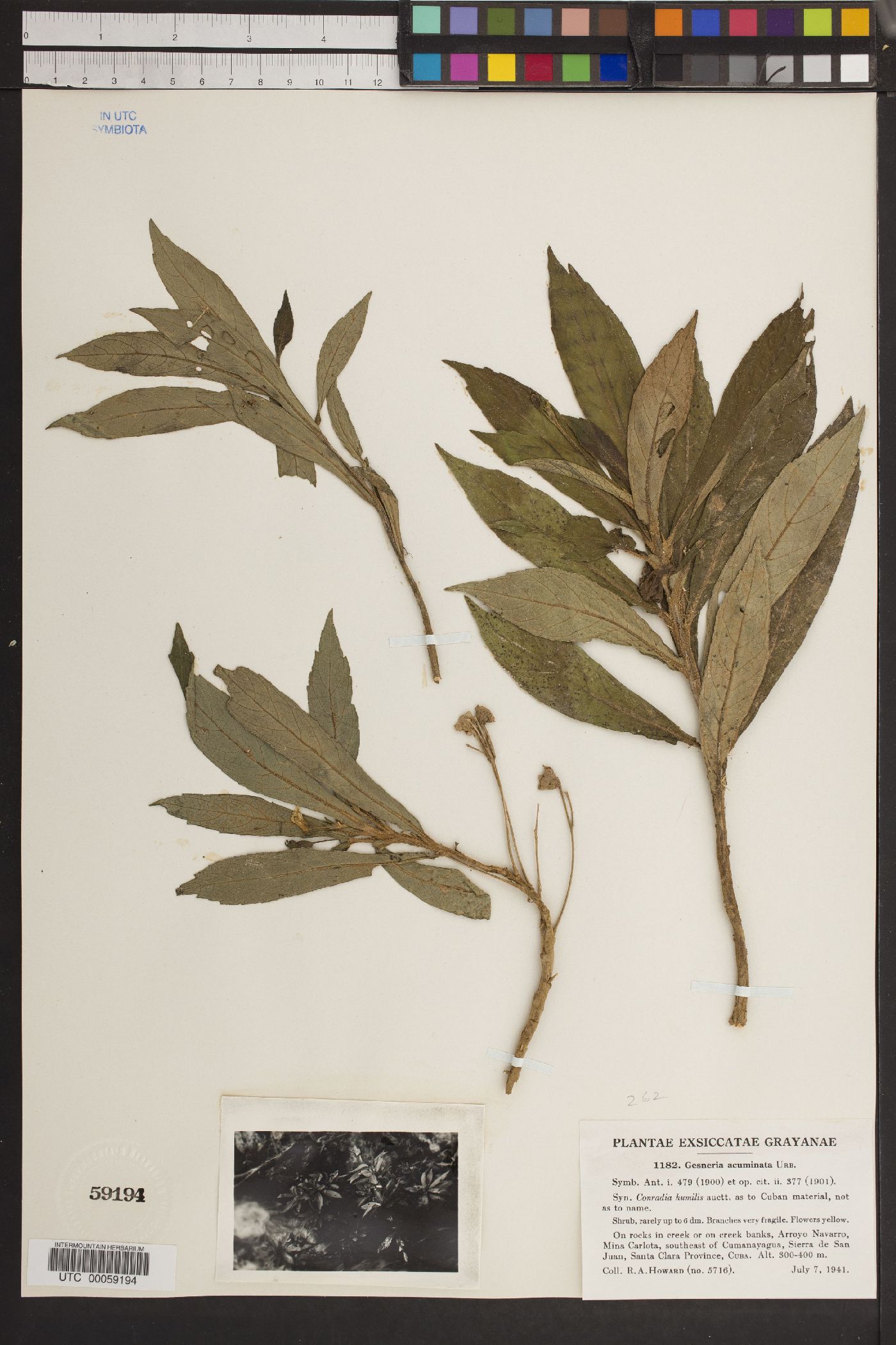 Gesneria acuminata image