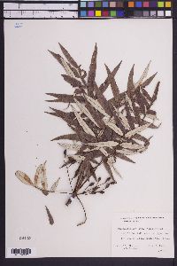 Image of Bursera bicolor