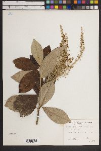 Clethra pringlei image