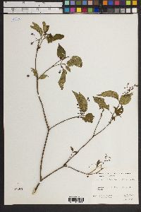 Leandra cornoides image