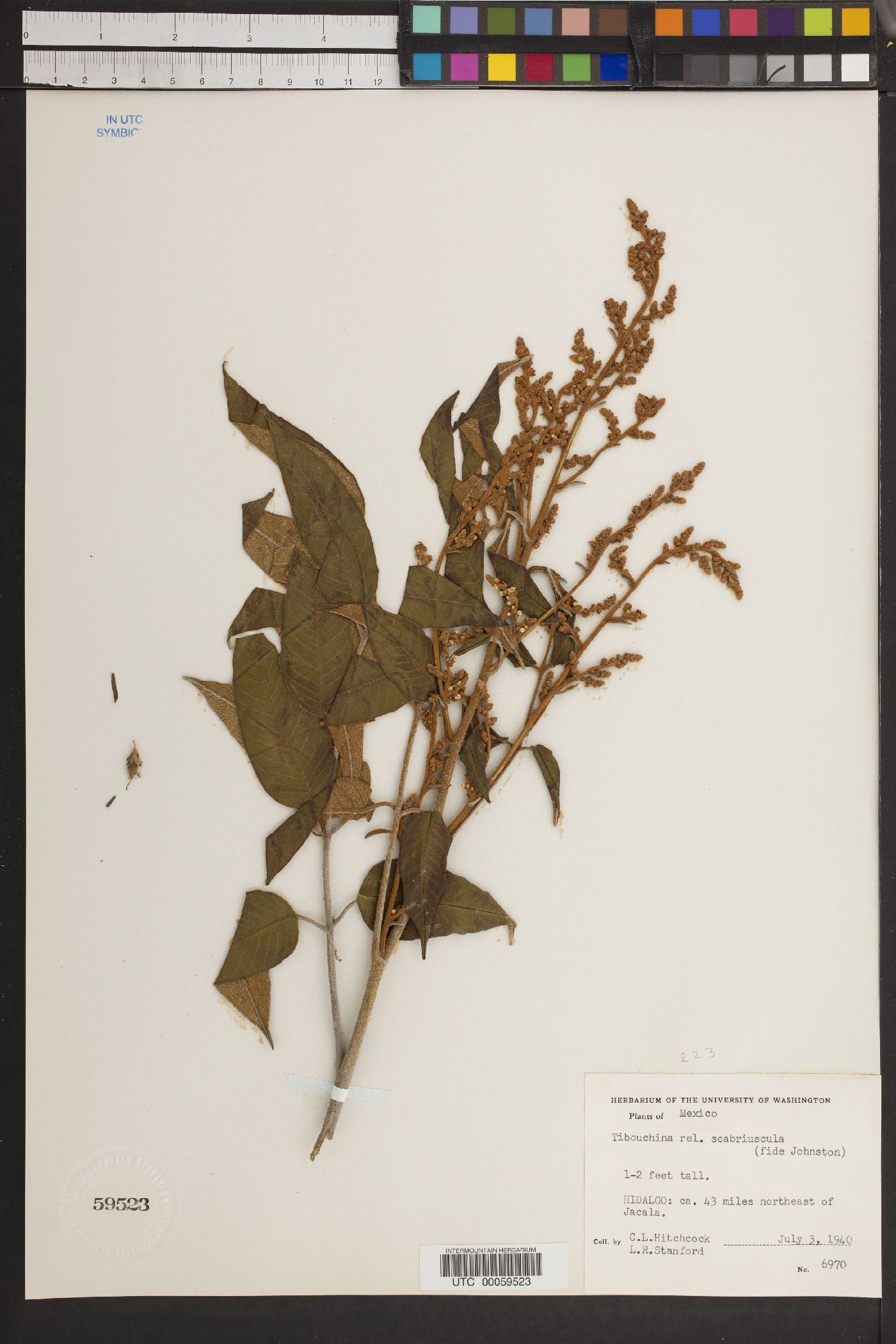 Tibouchina scabriuscula image