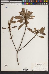 Myrica cerifera image