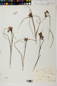 Eriophorum angustifolium image