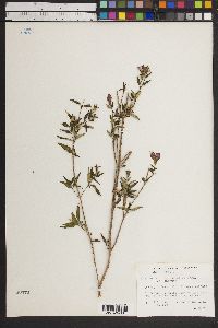 Image of Monochaetum deppeanum