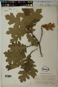 Quercus gambelii image