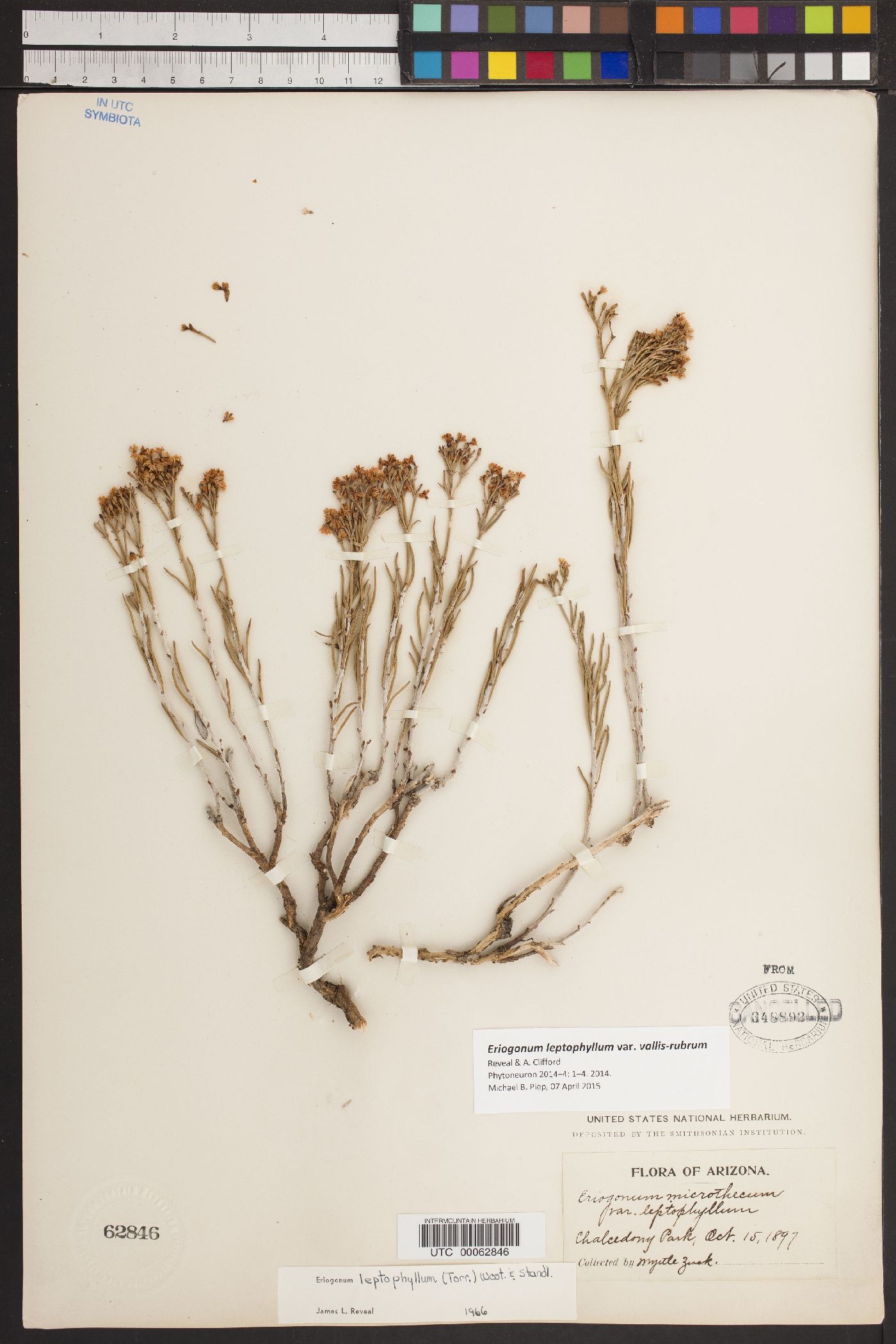 Eriogonum leptophyllum var. vallis-rubrum image