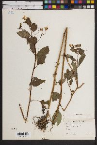 Impatiens biflora image