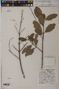 Laguncularia racemosa image