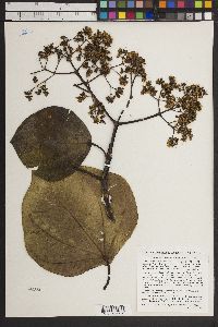 Image of Graffenrieda latifolia