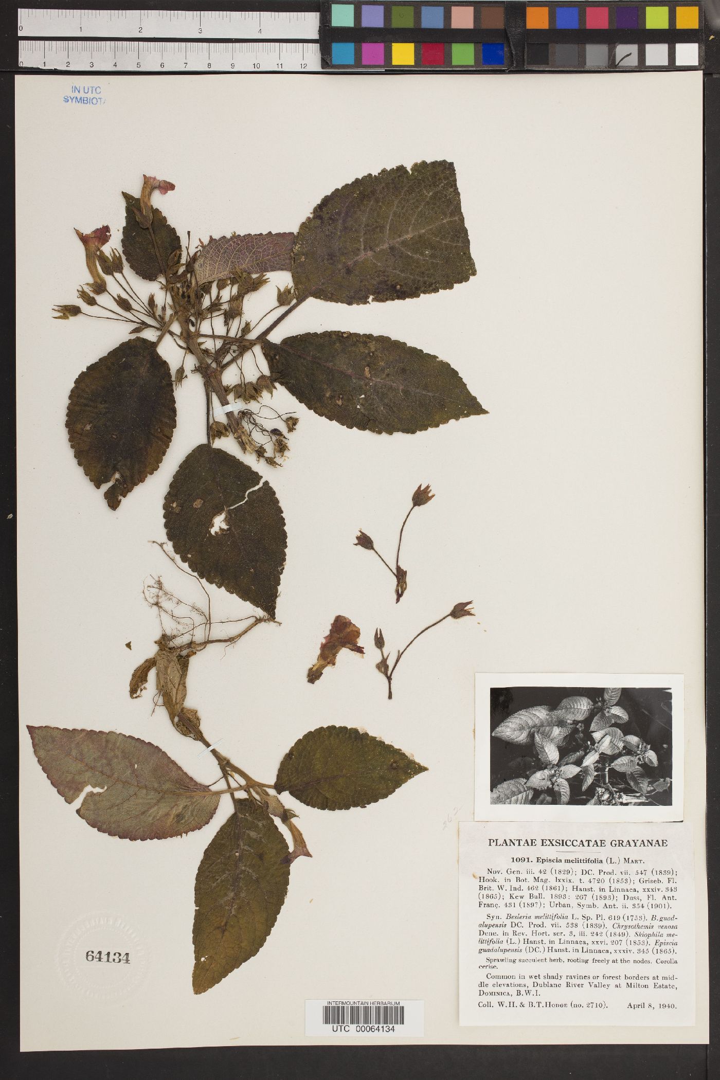 Episcia melittifolia image