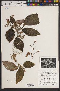 Image of Episcia melittifolia