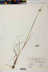 Eriophorum viridicarinatum image