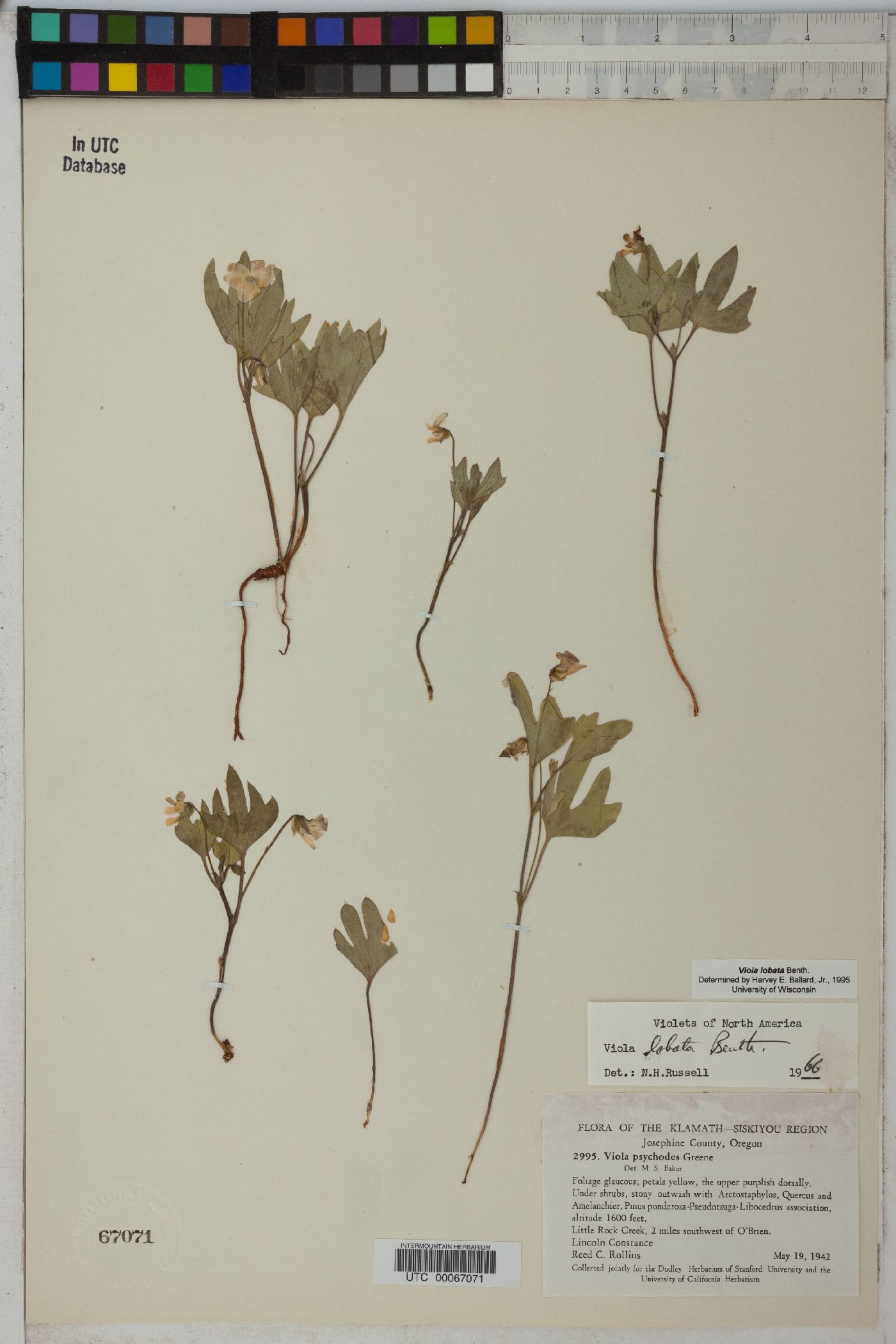 Viola lobata image
