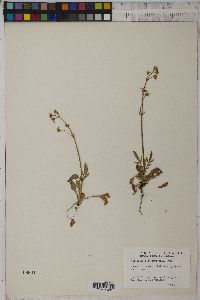 Valeriana dioica image