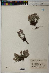 Castilleja pulchella image