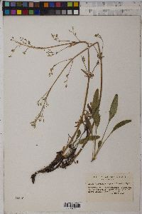 Valeriana dioica image