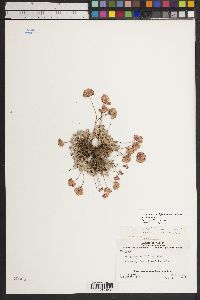 Eriogonum ovalifolium var. rubidum image