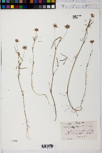 Image of Trifolium aciculare