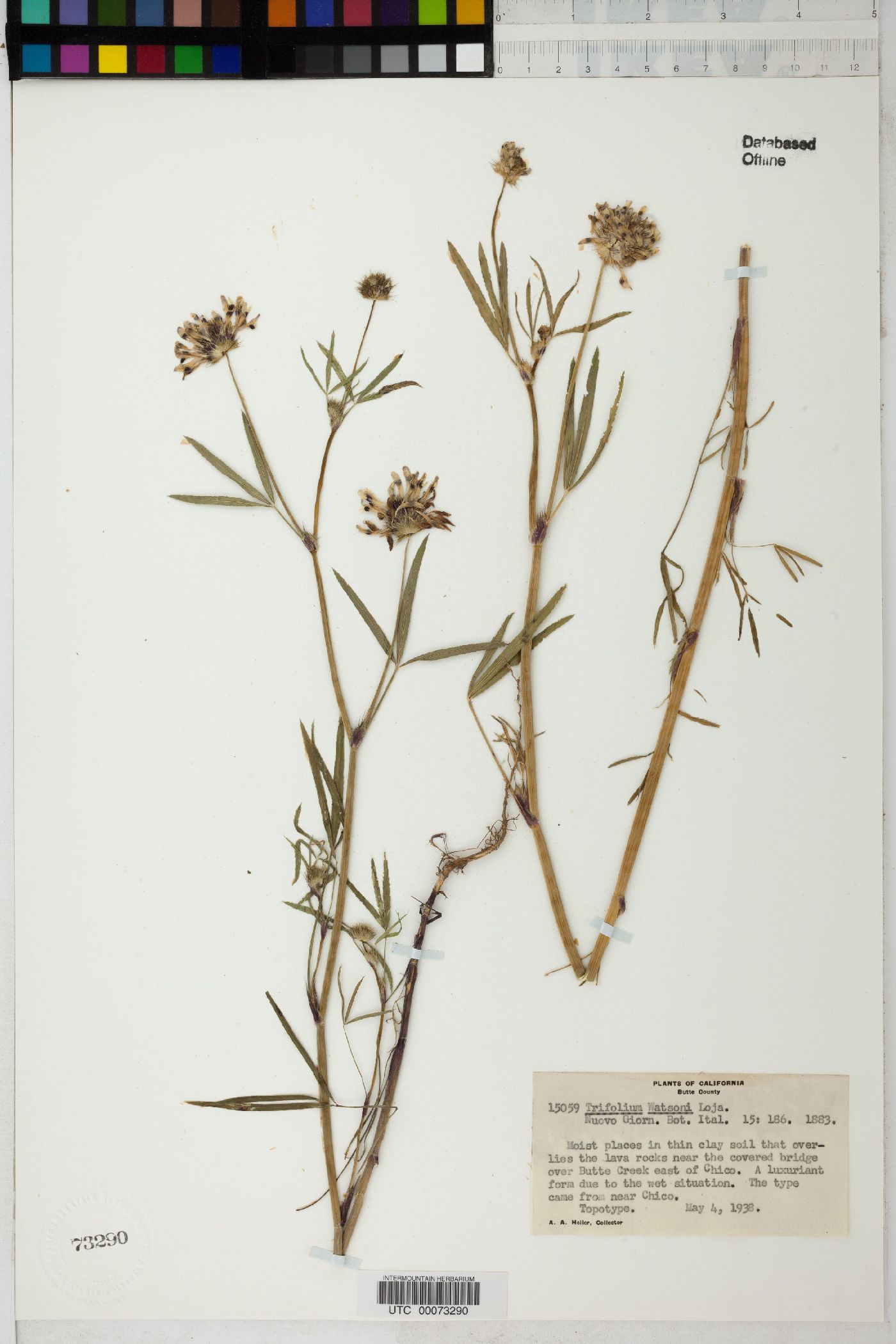 Trifolium watsonii image