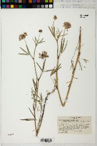 Trifolium watsonii image