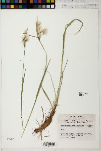 Eriophorum viridicarinatum image