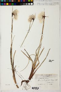 Eriophorum polystachyon image