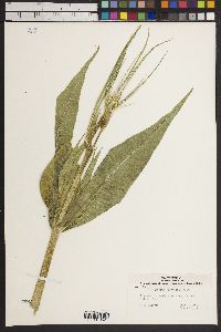 Dipsacus fullonum image