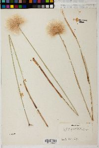 Eriophorum chamissonis image