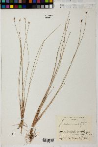 Eleocharis multicaulis image