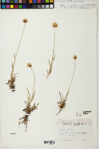 Scirpus criniger image