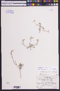 Physaria kingii image