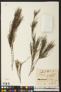 Image of Casuarina tenuissima