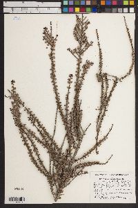 Erythroxylum minutifolium image
