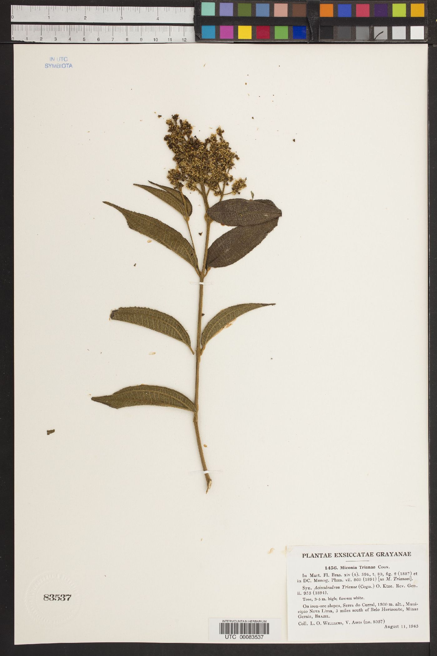 Miconia trianae image