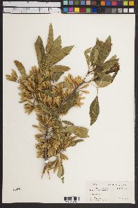 Fraxinus berlandieriana image