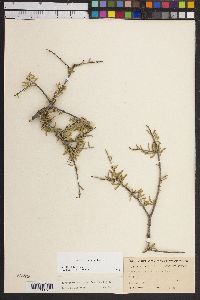 Forestiera angustifolia image