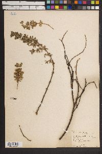 Frankenia grandifolia image