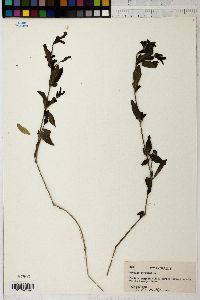 Ruellia strepens image