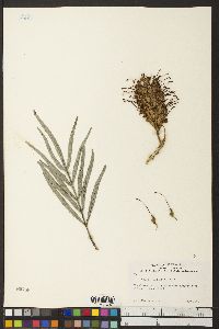 Grevillea banksii image