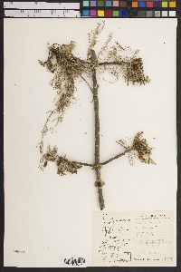 Fraxinus latifolia image