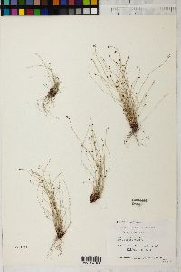 Isolepis cernua image