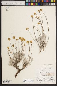 Eriogonum calcareum image