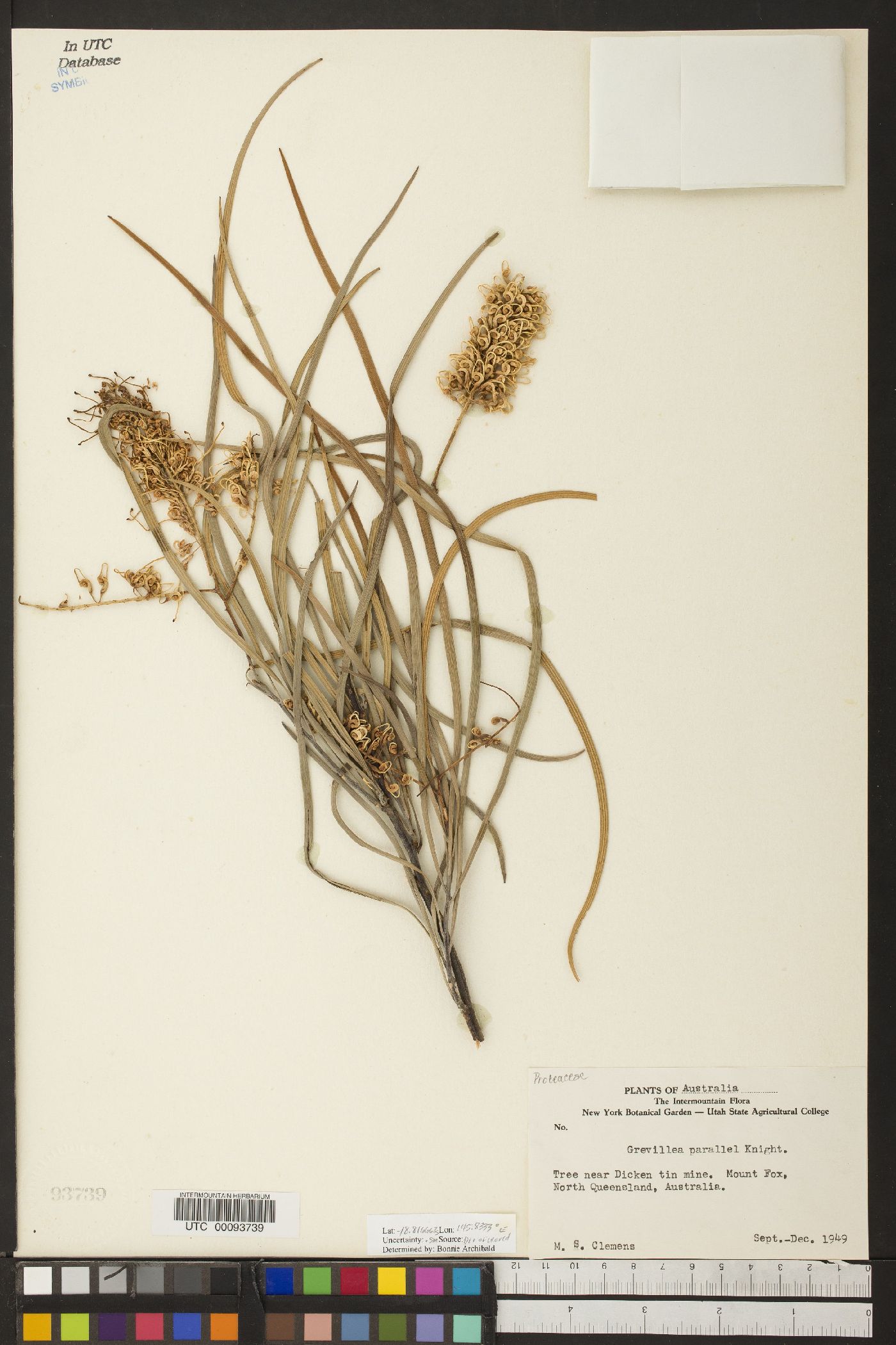Grevillea parallela image
