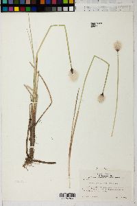 Eriophorum chamissonis image