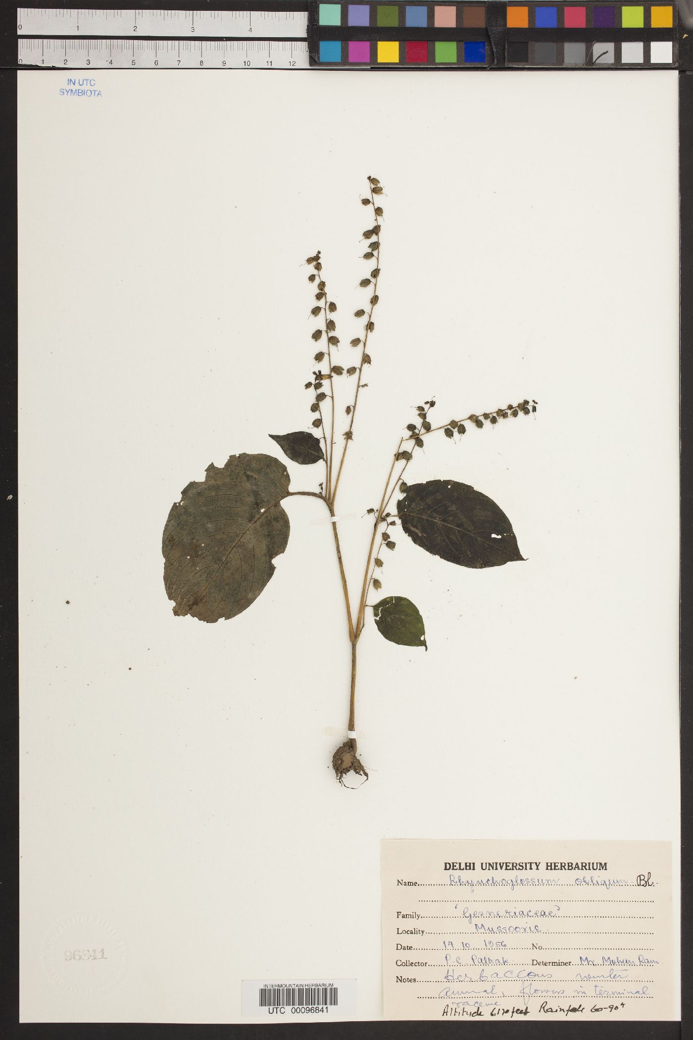 Rhynchoglossum obliquum image