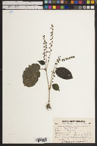 Image of Rhynchoglossum obliquum