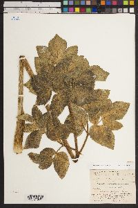 Image of Coelopleurum maritimum