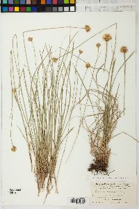 Scirpus criniger image